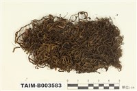 藏品(鞭蘚屬)的圖片